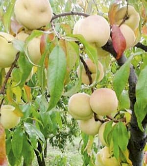 Breskva Vinogradarska breskva