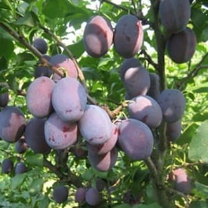 Šljiva Timočanka