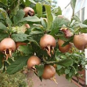 Domaća mušmula