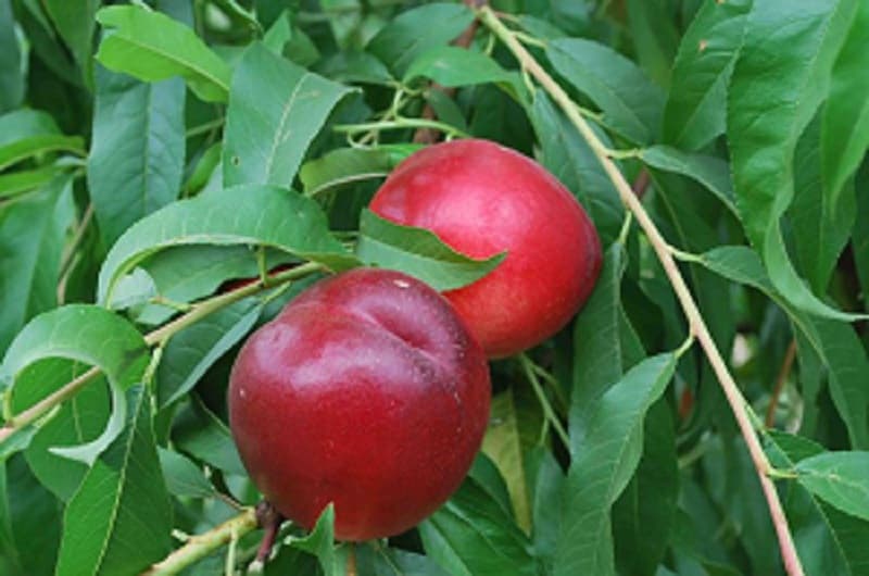 Nektarina Caldesi
