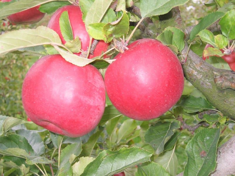 Jabuka Ajdared