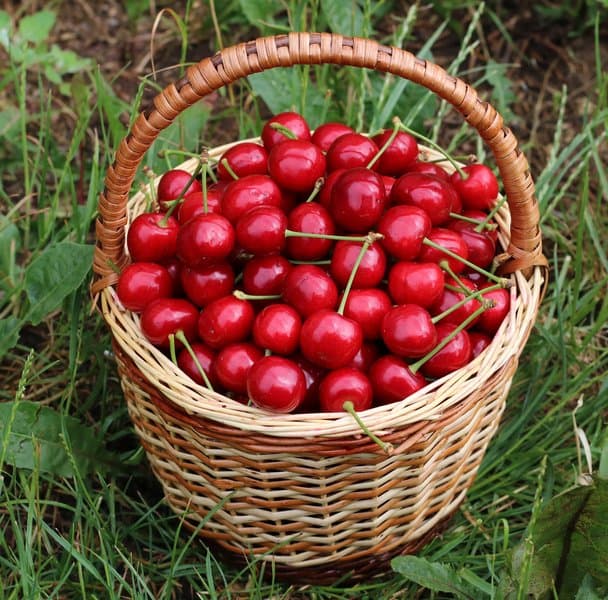 Trešnja Lapins
